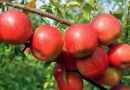 世界上最好的苹果品种排名 新疆阿克苏苹果上榜，第一产于日本 ...