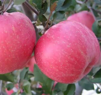 深州红富士苹果