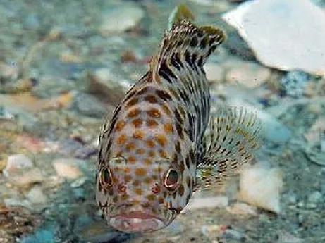 南澳石斑鱼
